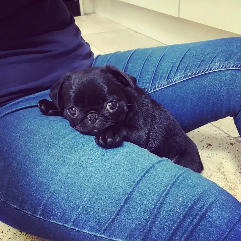 adorable Pug puppy in between the legs of woman