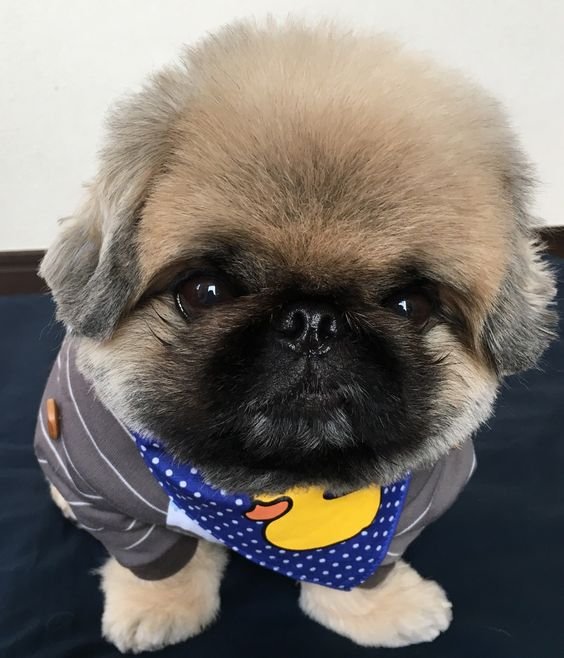 Pekingese wearing cute shirt and scarf