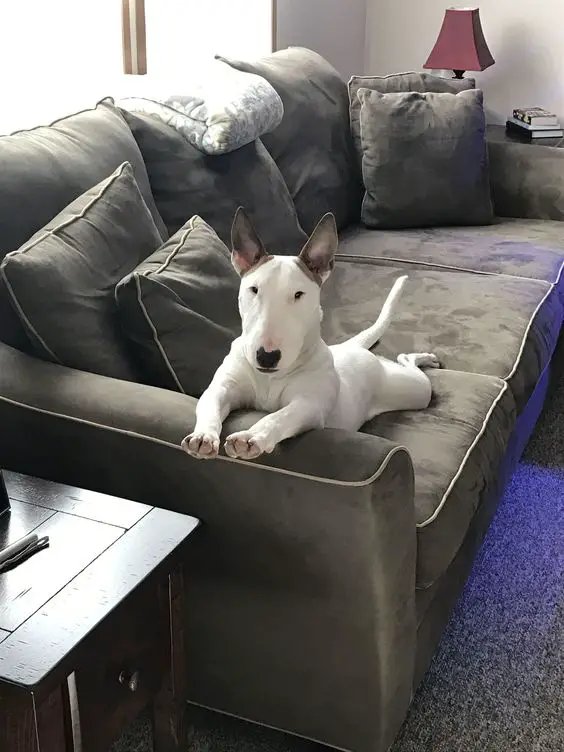 An English Bull Terrier lying on the couch