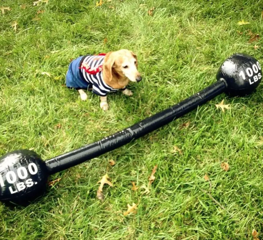 Dachshund in a weightlifter costume with a barble in front