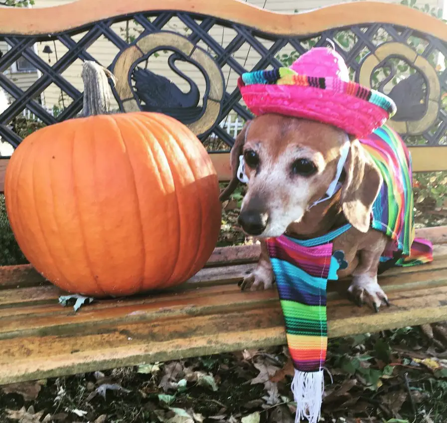 Dachshund in a mexican outfit