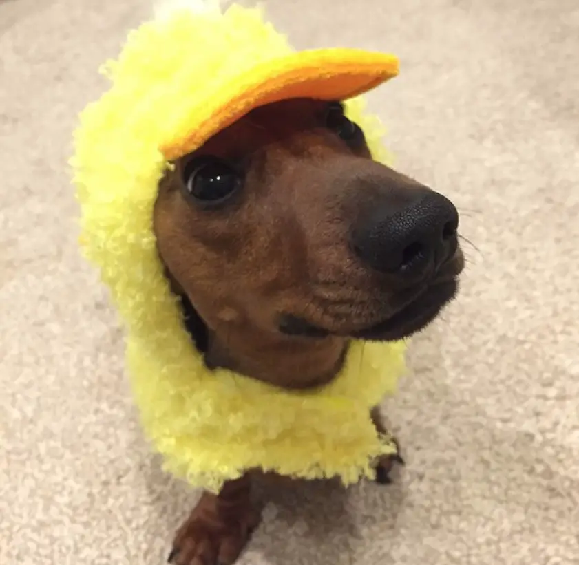 Dachshund in duck costume