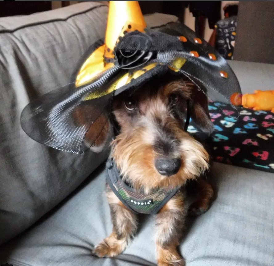 Dachshund in witch costume