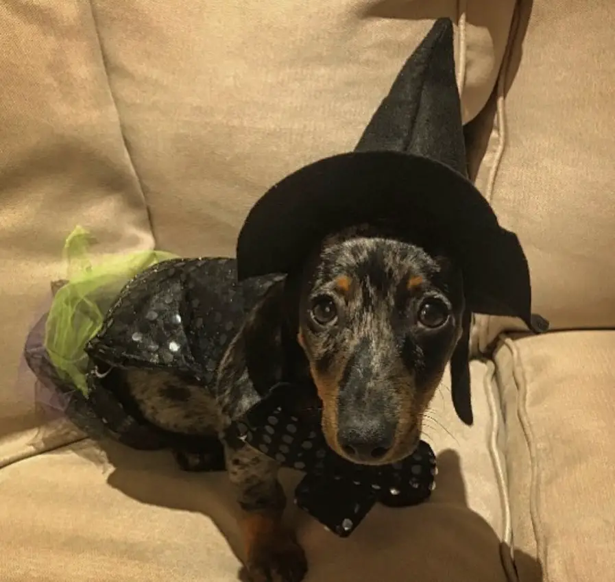 Dachshund in witch costume