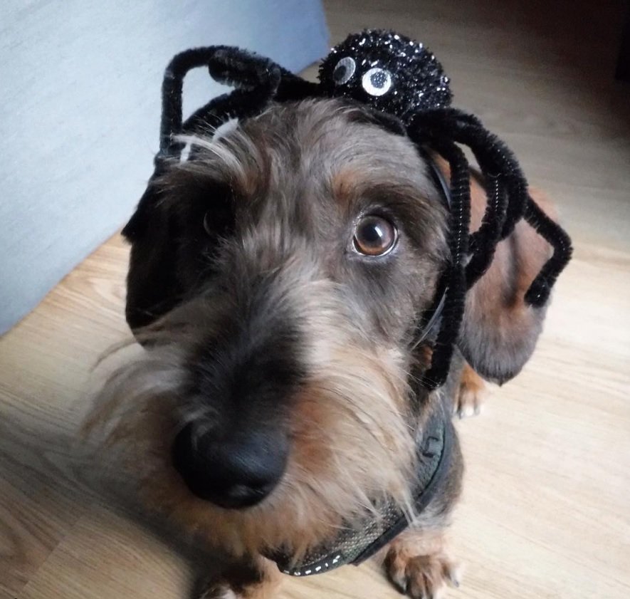 Dachshund in spider costume