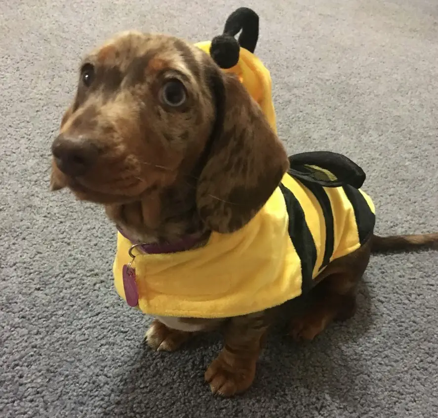 Dachshund in Bumblebee Costume