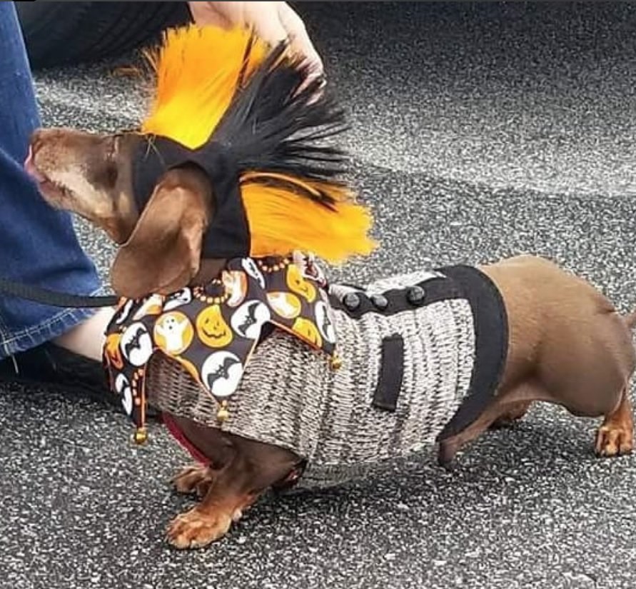 Dachshund in punk costume