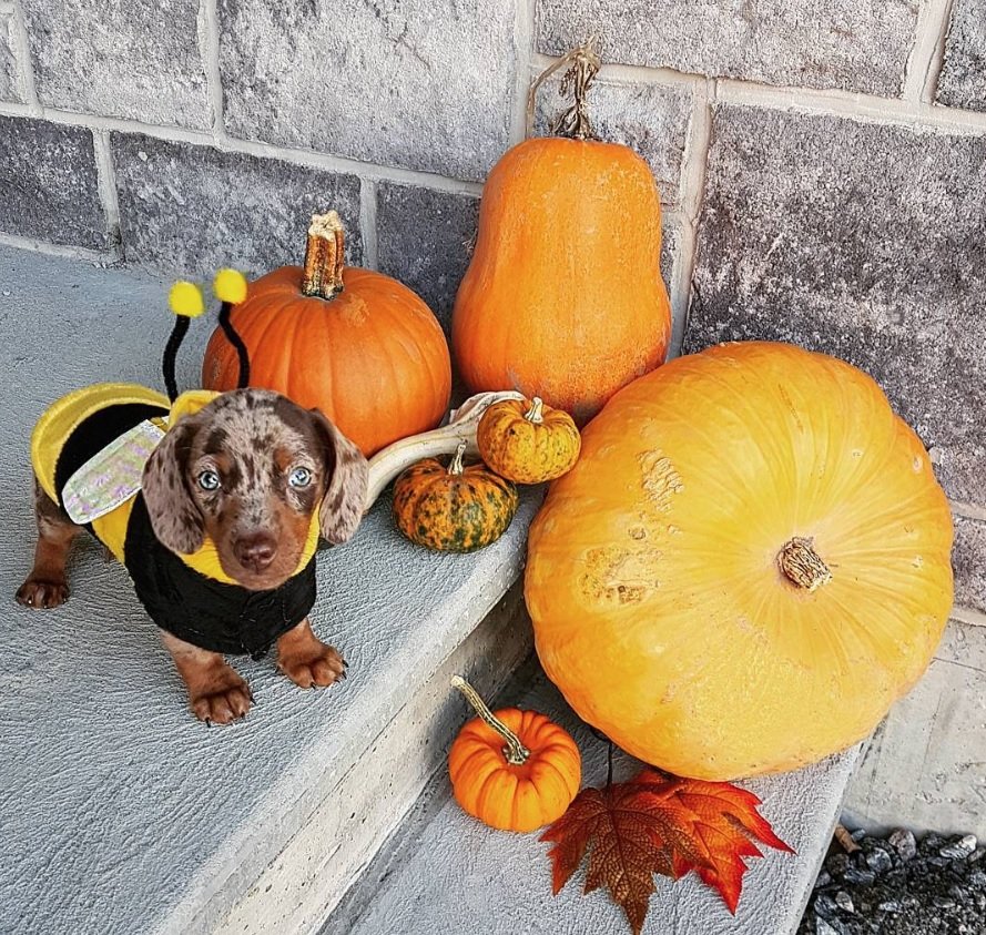 Dachshund in Bee Costume