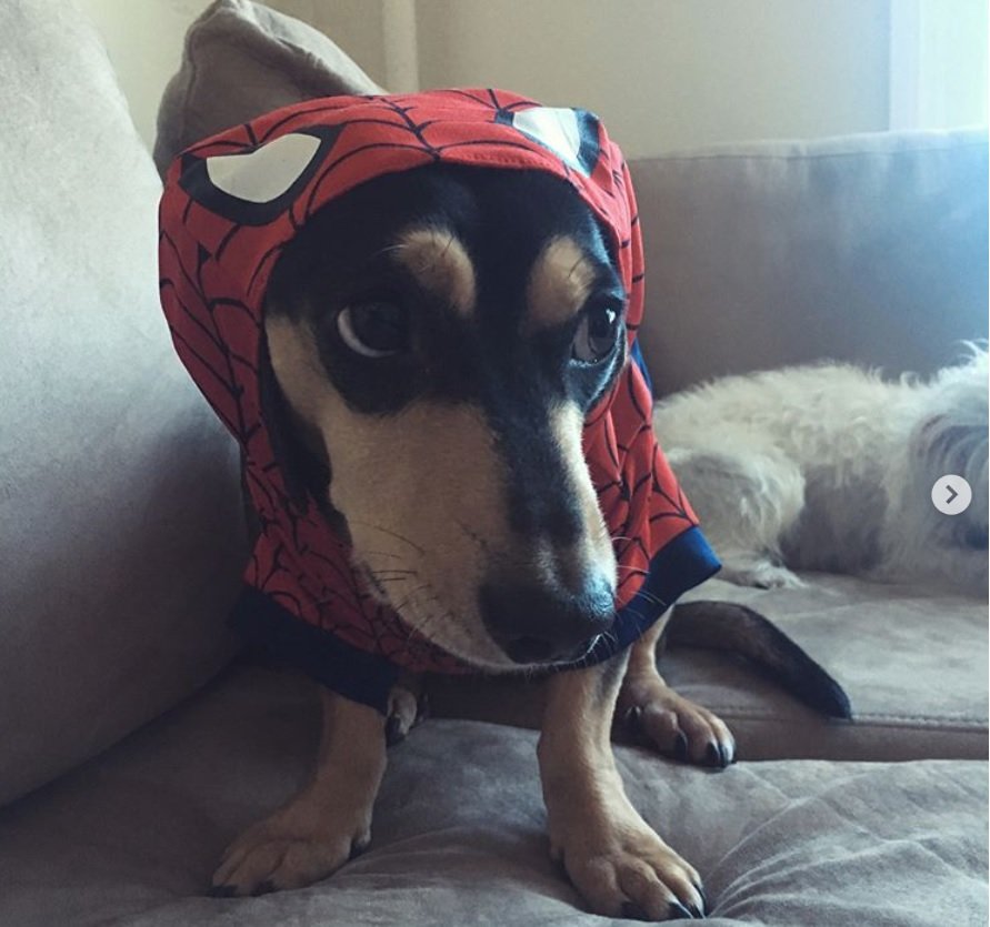 Dachshund in spider man costume