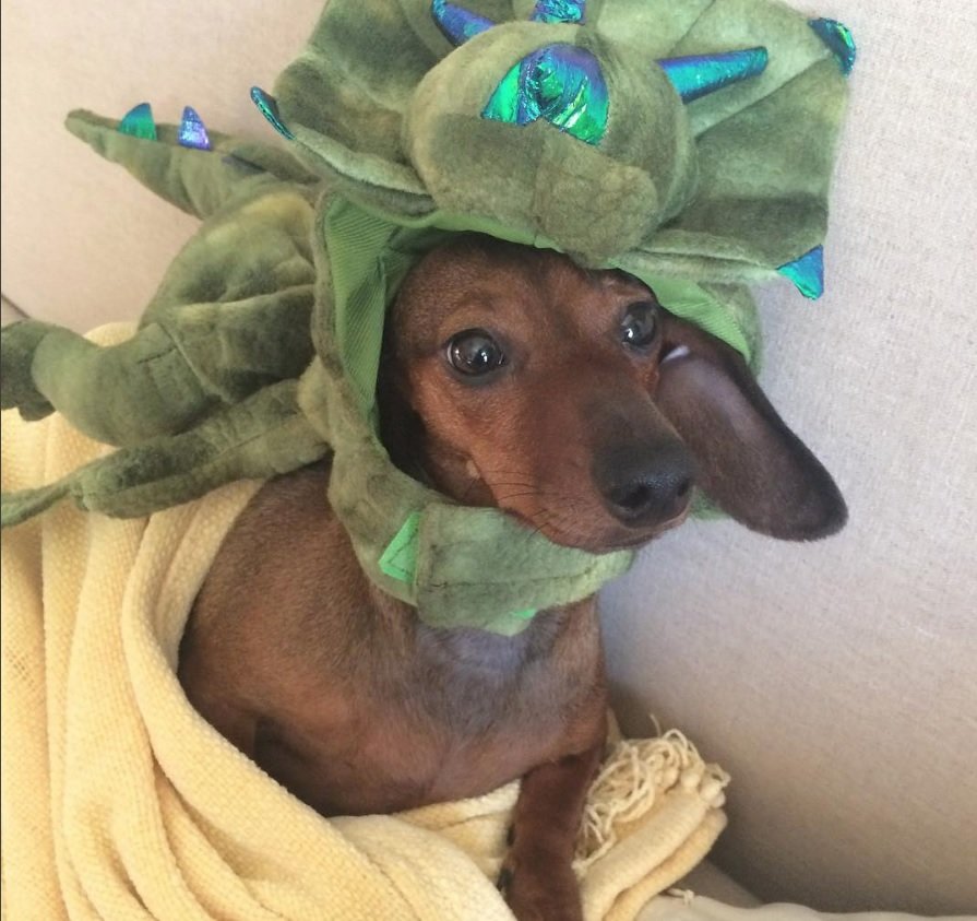 Dachshund with germ hat