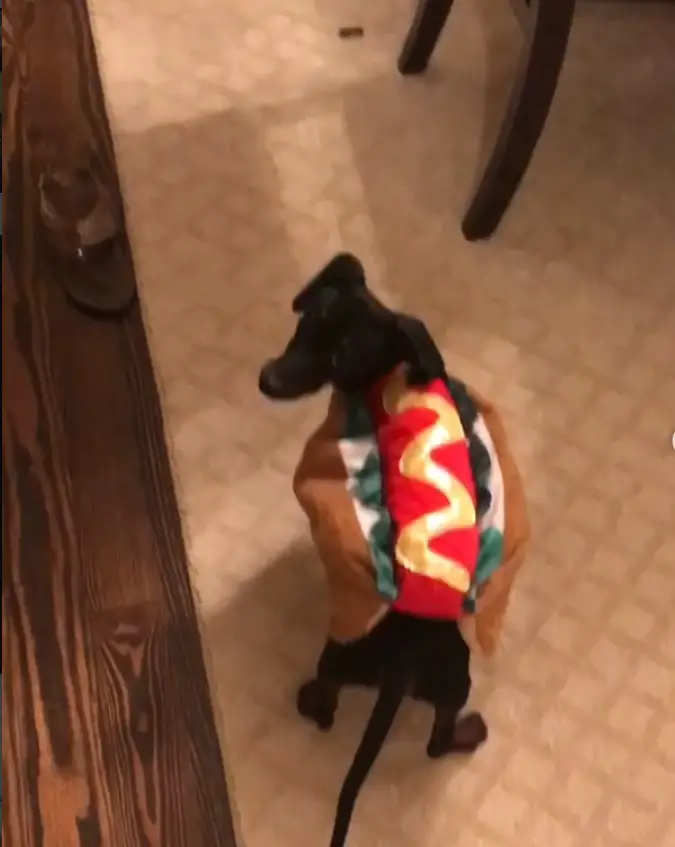Dachshund in hotdog costume