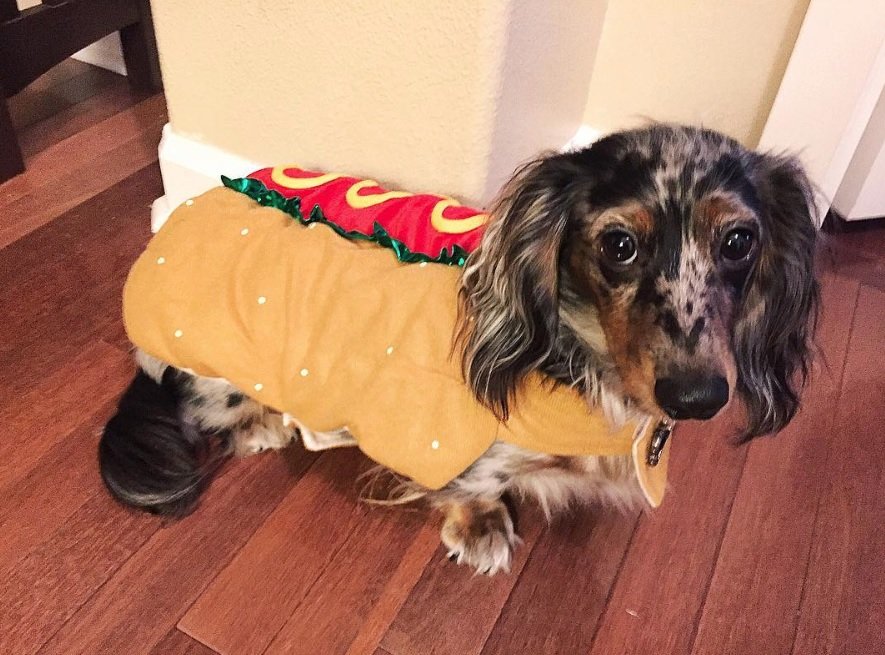 Dachshund in hotdog costume