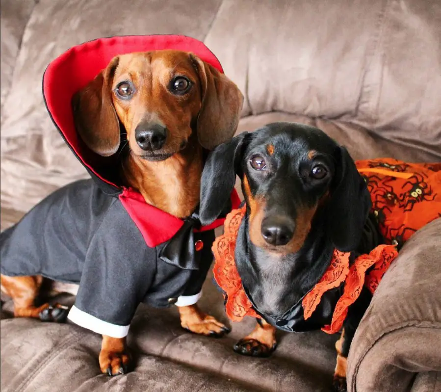 Dachshund in witch and spider costume