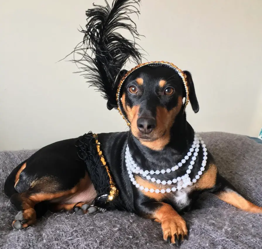 Dachshund with feather design on its head and pearls around its neck