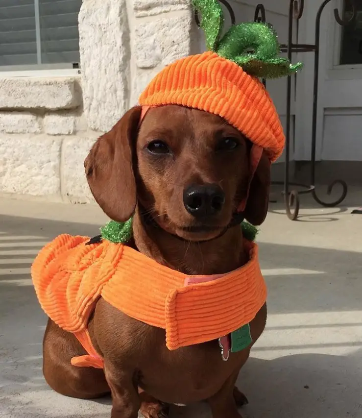 Dachshund in pumpkin costume