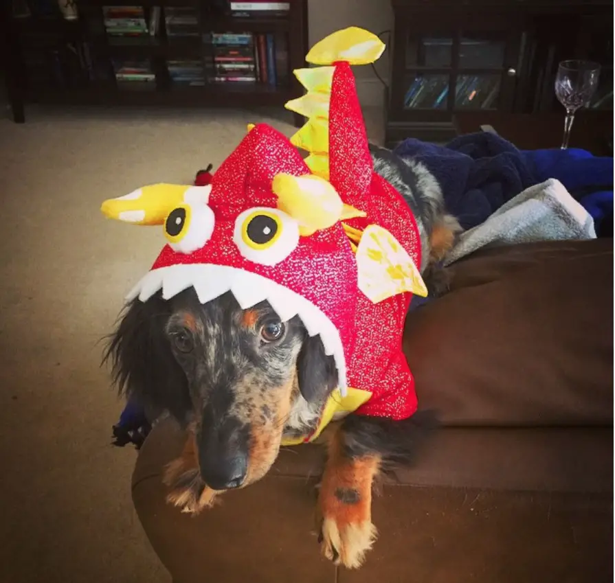 Dachshund in dragon costume