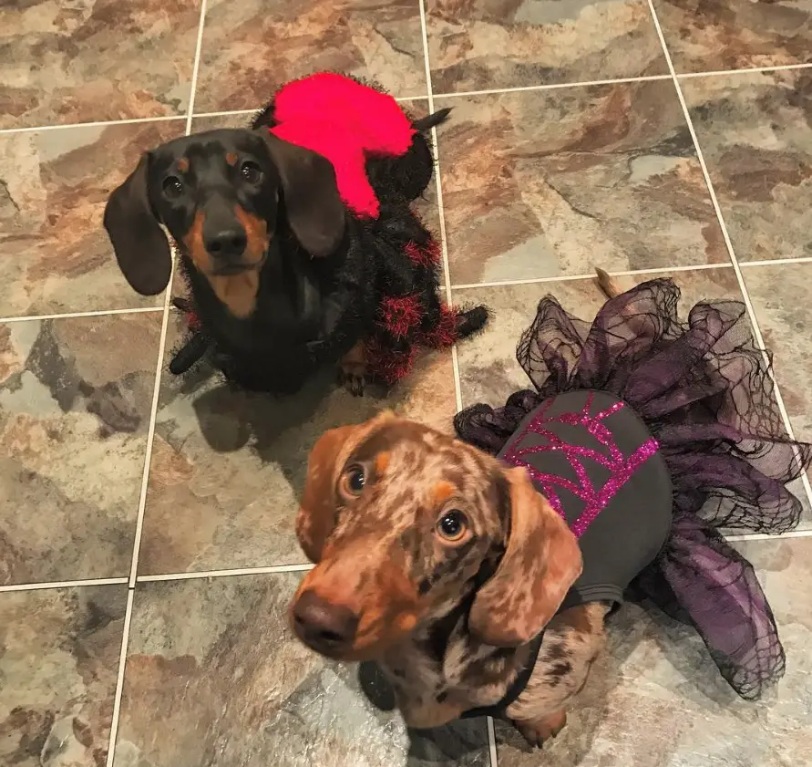 Dachshund in a spiderman and a witch costume