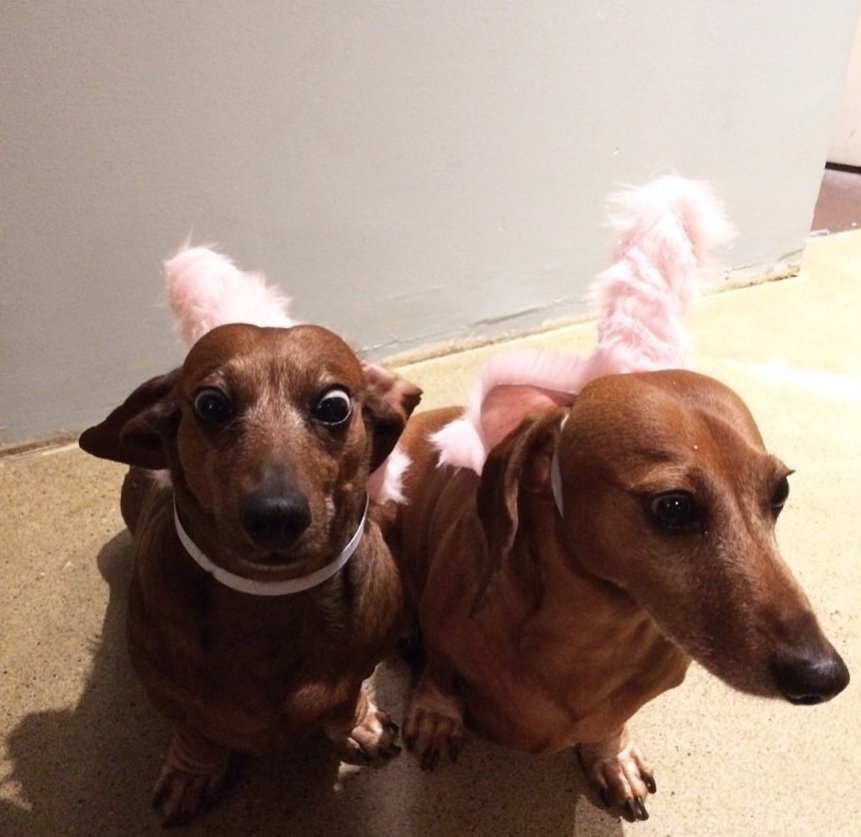 Dachshund in unicorn costume