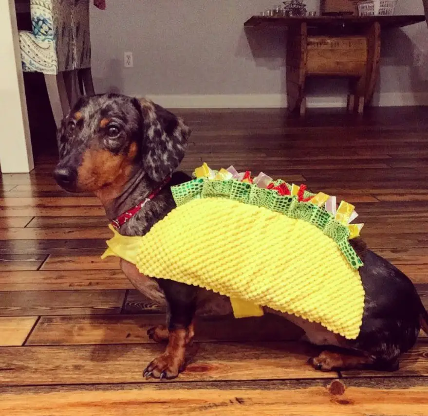 Dachshund in Taco Costume