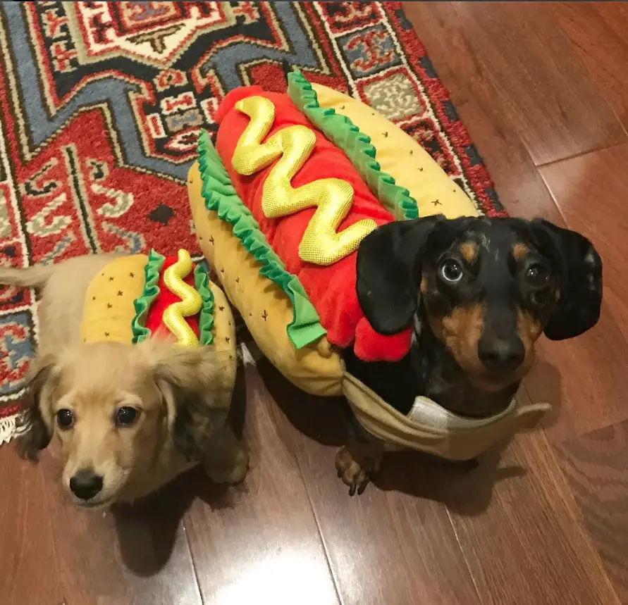 Dachshund in hotdog costume