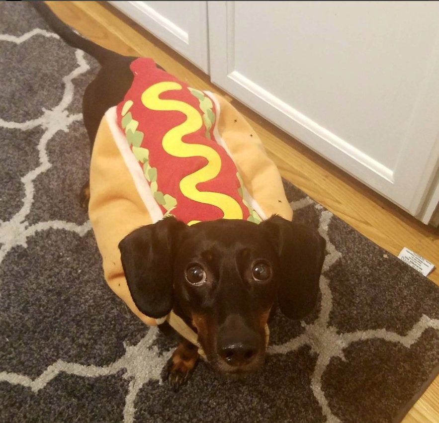 Dachshund in Hot Dog Costume