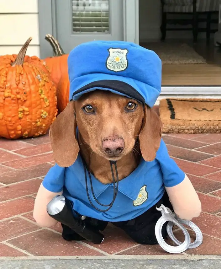 Dachshund in Police costume