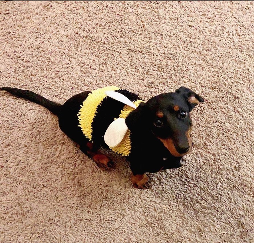 Dachshund in Bumblebee Costume