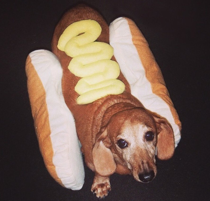 Dachshund in hot dog bun costume