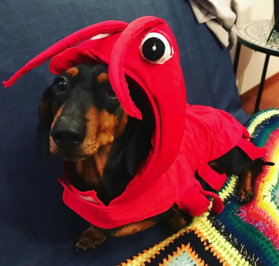 Dachshund in Lobster Costume