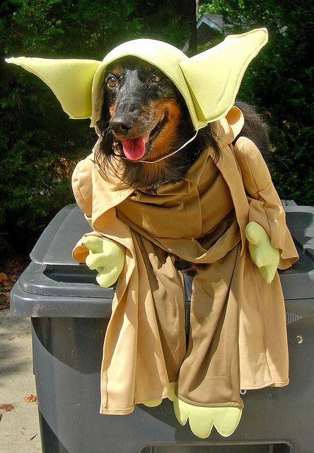 dog sitting on top of the trash bin in its yoda costume