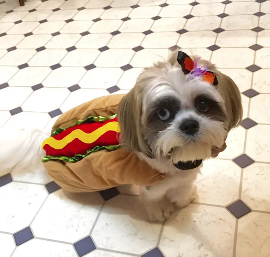 Shih Tzu in hotdog costume