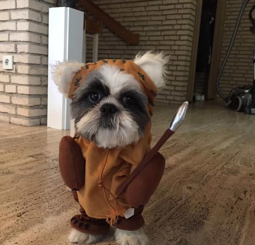 Shih Tzu in ewok costume