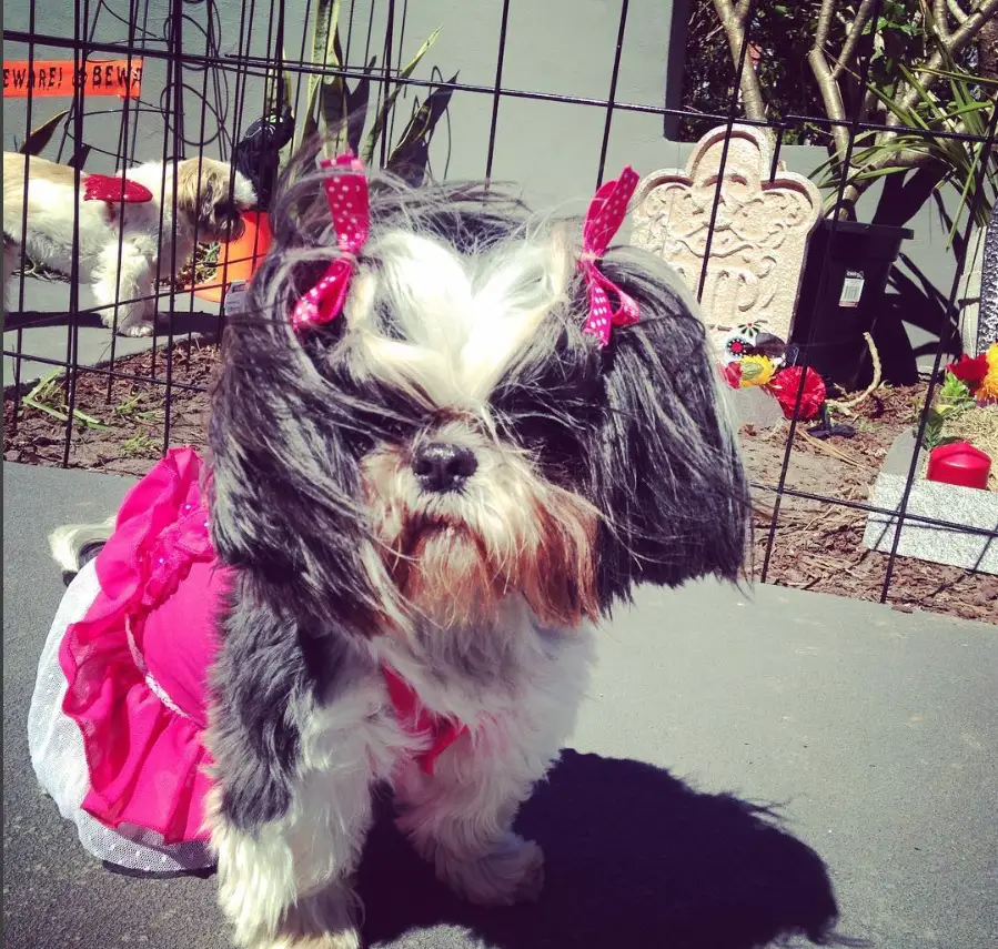 Shih Tzu in pink outfit