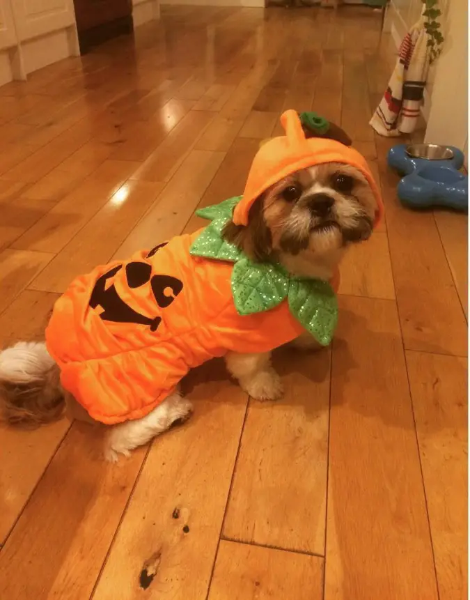 Shih Tzu in pumpkin costume while sitting on the floor