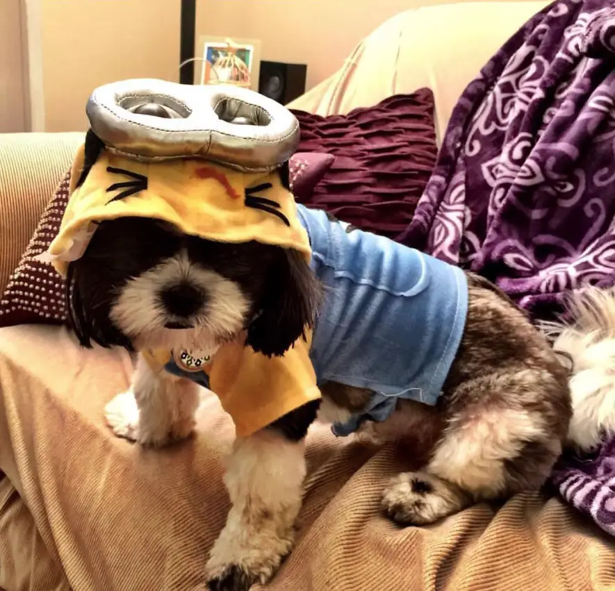 Shih Tzu in minion outfit while sitting on the couch