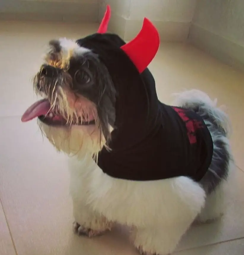 Shih Tzu in sweater with a hoodie horn