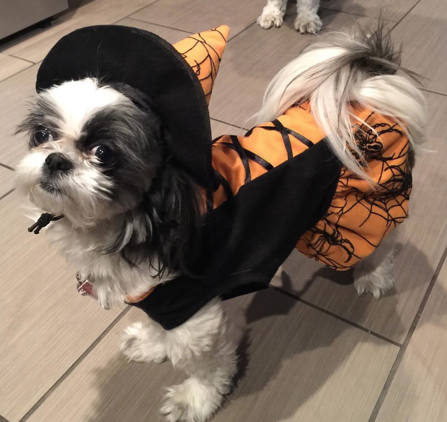 Shih Tzu in witch costume