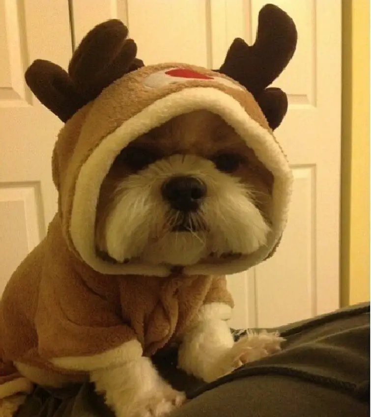 Shih Tzu in reindeer sweater outfit