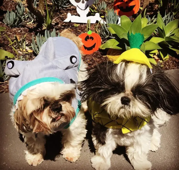 two Shih Tzus in whale and pineapple costume