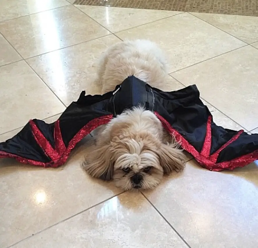 Shih Tzu in bat costume