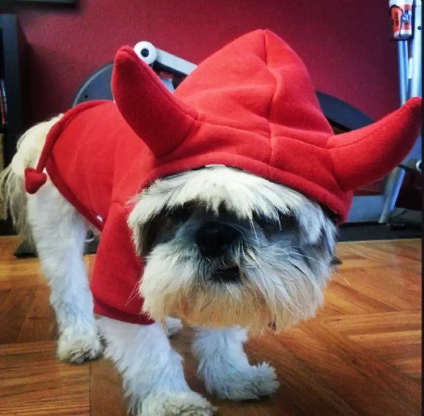 Shih Tzu in red sweater with a devil hoodie