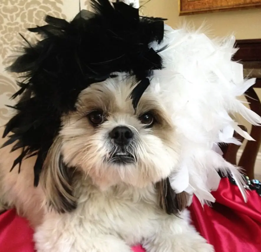 Shih Tzu with black and white feathers on its head