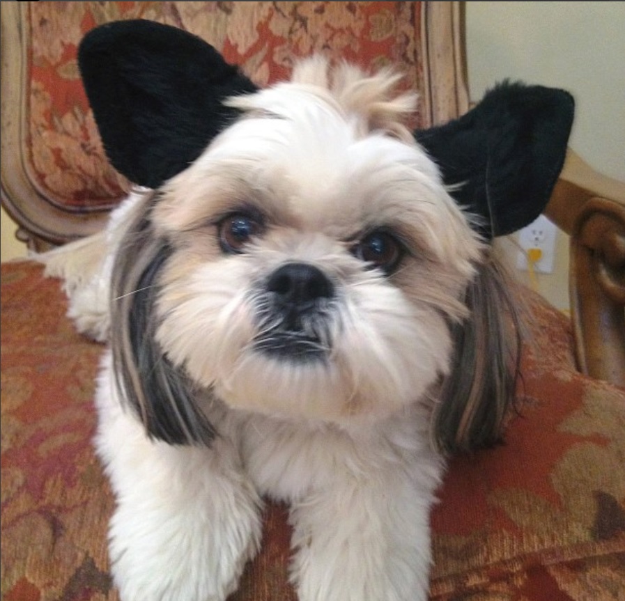 Shih Tzu with black ears headband