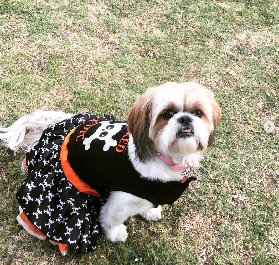 Shih Tzu in pirate costume