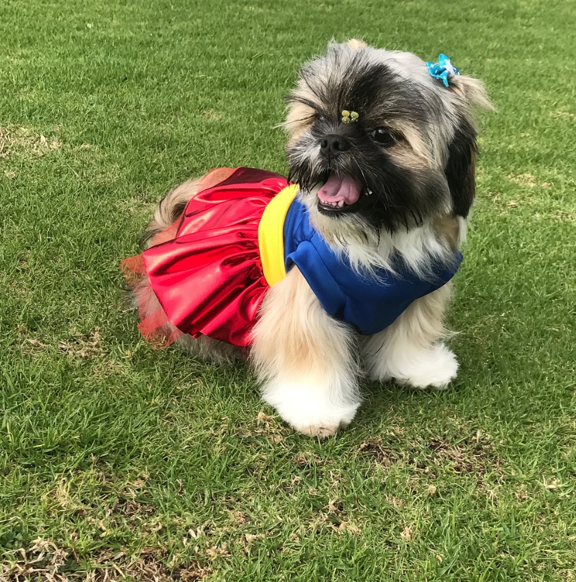 Shih Tzu in cheerleader outfit