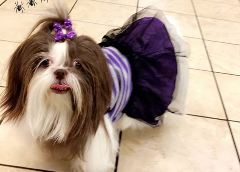 60+ Cute Shih Tzu Dogs in Halloween Costumes Page 3 of 13 The Paws