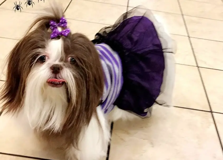 Shih Tzu in cute purple dress while sticking its tongue out