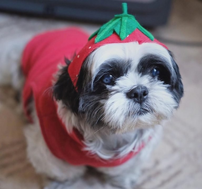 60+ Cute Shih Tzu Dogs in Halloween Costumes Page 3 of 13 The Paws