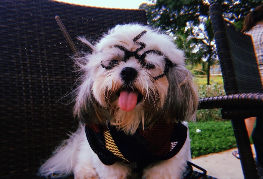 Shih Tzu in ninja outfit sticking its tongue out while sitting on the chair