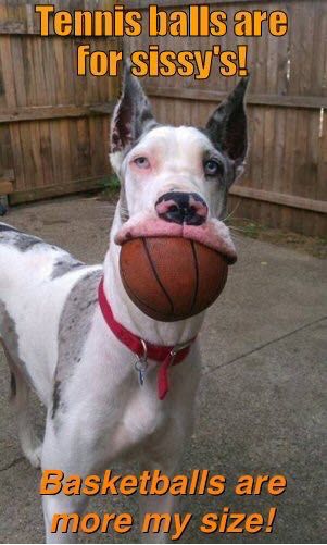 Great Dane standing in the backyard with a b-ball photo in its mouth photo with text - Tennis balls are for sissy's! Basketballs are more my size!